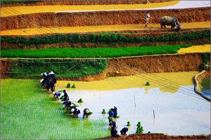 voyages vietnam hors des sentiers battus: mosaique ethnique du vietnam, repiquage du riz