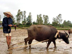 Réveil du potentiel du tourisme du delta du fleuve Rouge du Vietnam