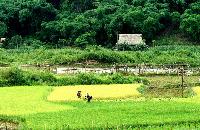 Trek Vietnam à la rencontres des Thais et Muong à Pu Luong, randonnee pour village cao