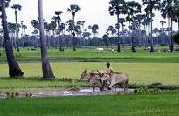 Voyages Cambodge: Cambodge Majestueux, decouverte kompong cham