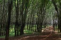 Voyages Cambodge: Decouverte approfondie du Cambodge, trek et randonne a rattanakiri