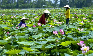 Voyages Vietnam, Art culinaire & saveurs d'orient 3