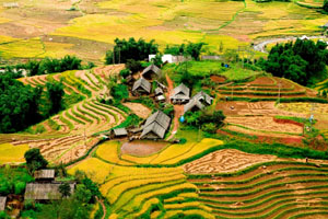 riziere en terrasse a sapa