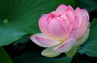 voyages vietnam: decouverte Nord est en moto, fleurs de lotus